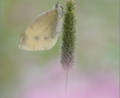 p1000705_kopie1richrig1_passig_gemacht