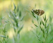 p1020973aurorafertigwiese