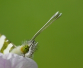 p1030123webgro___passig_gemacht