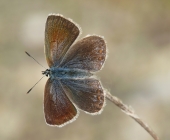 p1030665kopie123fettichheuteneu_passig_gemacht1