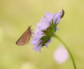 p1040165fertig-kopie