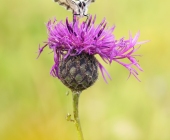 p1040267kopieneuauswahlfertig1