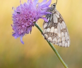 p1040372kopiefarbenundsoentrfertigneu