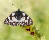 p1040445neuekopie2neat