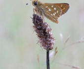 p1040734kopieauswahlbeafertigfarbe