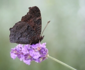 p1050908kopieauswahlentruswkleinwebroter