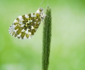 p1070987kopiewebgradheller