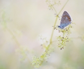 p1110086webicarus-kopie