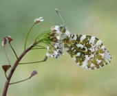 p1130486kopieneuneuneu1sp_passig_gemacht