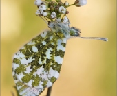 p1130894sp123fertig1_passig_gemacht