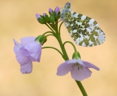 p1130916_kopiefertig_passig_gemachtfettich