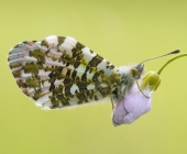 p1140281_kopie130_passig_gemachthellerhellerhellerwnigergelb