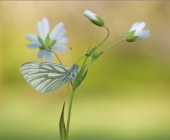 p1140459_kopie130neuheller_passig_gemacht1