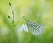 p1140738_kopie1234neatheller_passig_gemacht