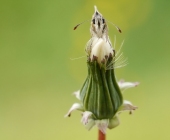 p1150010kopiewebentr