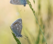 p1150088-kopiefertigkleinheller