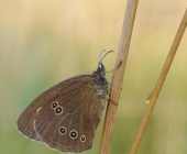 p1150643auswfarbe1neu