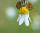 p1160336_kopie12_passig_gemacht12