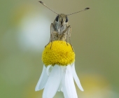 p1160350kopieschnittivhellerheute_fertig