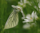 p1160965kopie11111122web