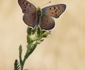 p1170040-kopiefertig2