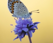 p1170166_kopie12_passig_gemacht