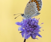 p1170173_kopie2test130entr_passig_gemacht13