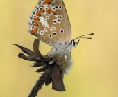 p1170239_kopie130neu_passig_gemacht