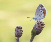 p1170256kopie_webmakro-art