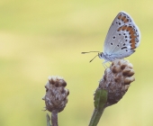 p1170256kopie_webmakro-artweiniger-konrast