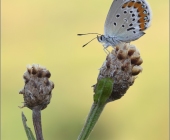 p1170260_kopie12_passig_gemacht1-kopie