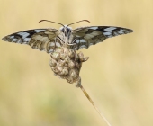 p1170500spohne__gestundentrneu_kopieheuteneuheueteganznue_passig_gemacht-kopie