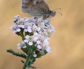 p1170754_kopie130neufarbehellerneuneuneu23_passig_gemacht