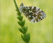 p1220757_kopie_kopie_passig_gemacht1