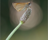 p1240271_kopie_kopie90_passig_gemacht12