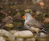 p1010585kopiekopie_passig_gemacht2