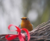 p1070186kopiewebnochheller