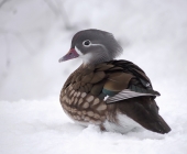 p1090764neue_version12134_passig_gemacht_0