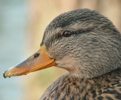 p1140808_passig_gemacht