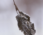 p1090961kopieweb